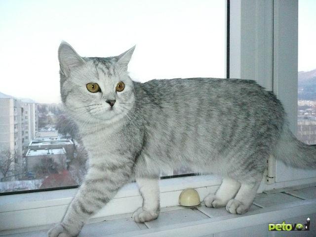 Вязка: Ищем кота для вязки британской кошке