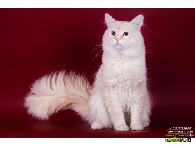Вязка: Невский маскарадный кот для вязки