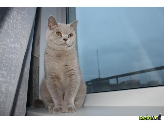 Вязка: Британский кот ищет кошечку