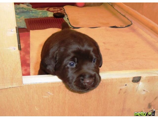 Продаю: Шоколадный щенок лабрадора