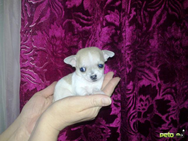 Купить собаку в московской области недорого. Отдаю даром маленьких собачек. Маленькую собачку в хорошие руки. Авито собаки. Отдаю даром маленьких собачек Краснодарский край.