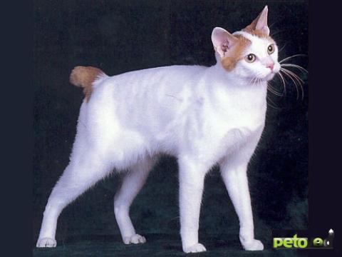 Рассмотрите фотографию кошки породы японский бобтейл. Японский бобтейл кошка. Японский бобтейл серый. Японский бобтейл втянутая. Японский бобтейл черно белый.