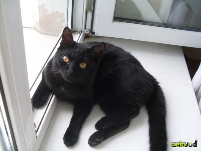 Потерялся/Нашелся: Пропал черный кот Хабаровск