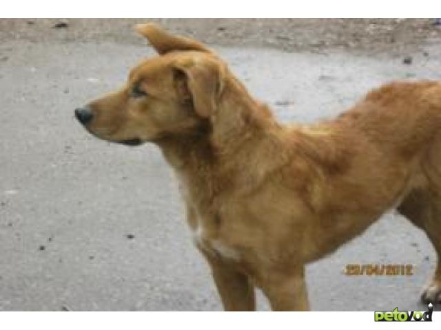 Потерялся/Нашелся: Найдена рыжая собака, Хабаровск
