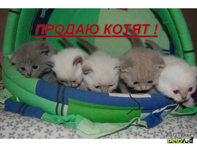 Продаю:  котят скоттиш-фолд и скоттиш-страйт