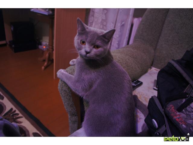 Вязка: Ищем русского голубого кота для первой вязки