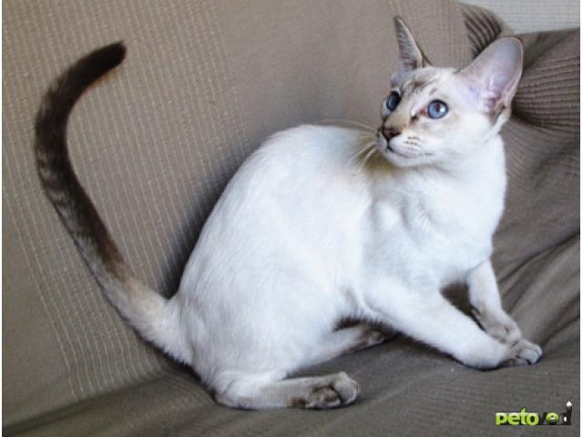 Продаю: Сиамская кошка Стрекоза