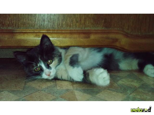 Потерялся/Нашелся: В Ново-Савиновском районе пропала серая кошка