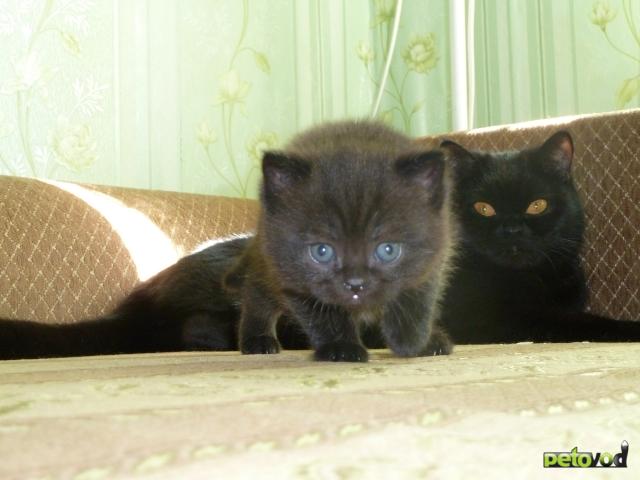 Продаю:  британского черного котенка