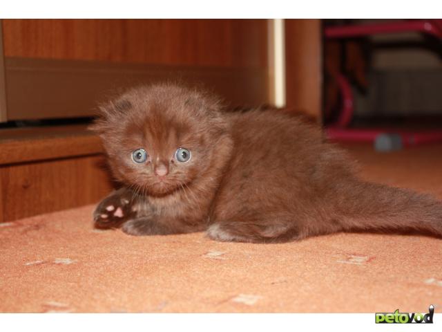 Шотландская Шоколадная Кошка Фото