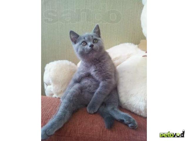Продаю: Британский котенок, мальчик фото1