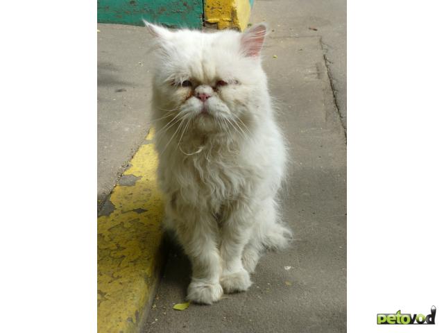 Отдам в дар: Персидский кот выброшен на улицу СРОЧНО 