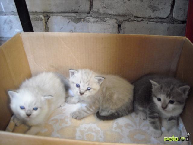 Отдам в дар: 3 милых котенка в добрые руки