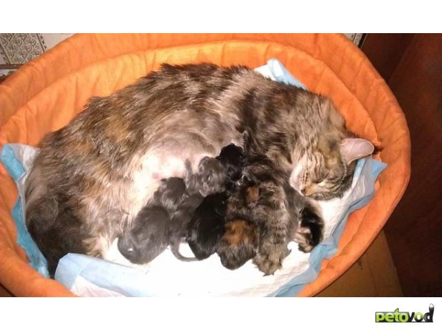 Беременные кошки мейн кун