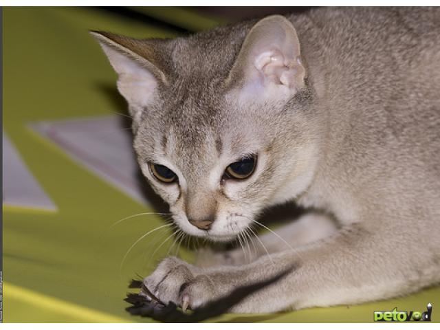 Куплю: Очень хочу котеночка-сингапурчика
